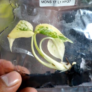 May include: A close-up of a Monstera deliciosa white Monster plant cutting in a clear plastic bag. The plant has white and green variegated leaves and stems. The label reads "Monstera deliciosa white Monster".
