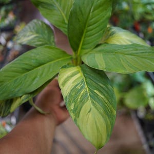 May include: Close-up of a plant with large, green leaves with yellow and white variegation. The leaves have prominent veins and a glossy texture. The plant is held by a person, with the background blurred.
