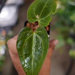 May include: A small potted plant featuring two heart-shaped, glossy green leaves with prominent lighter green veins. The lower leaf is elongated and pointed, while the upper leaf is smaller and rounded. The plant is contained in a black plastic pot.