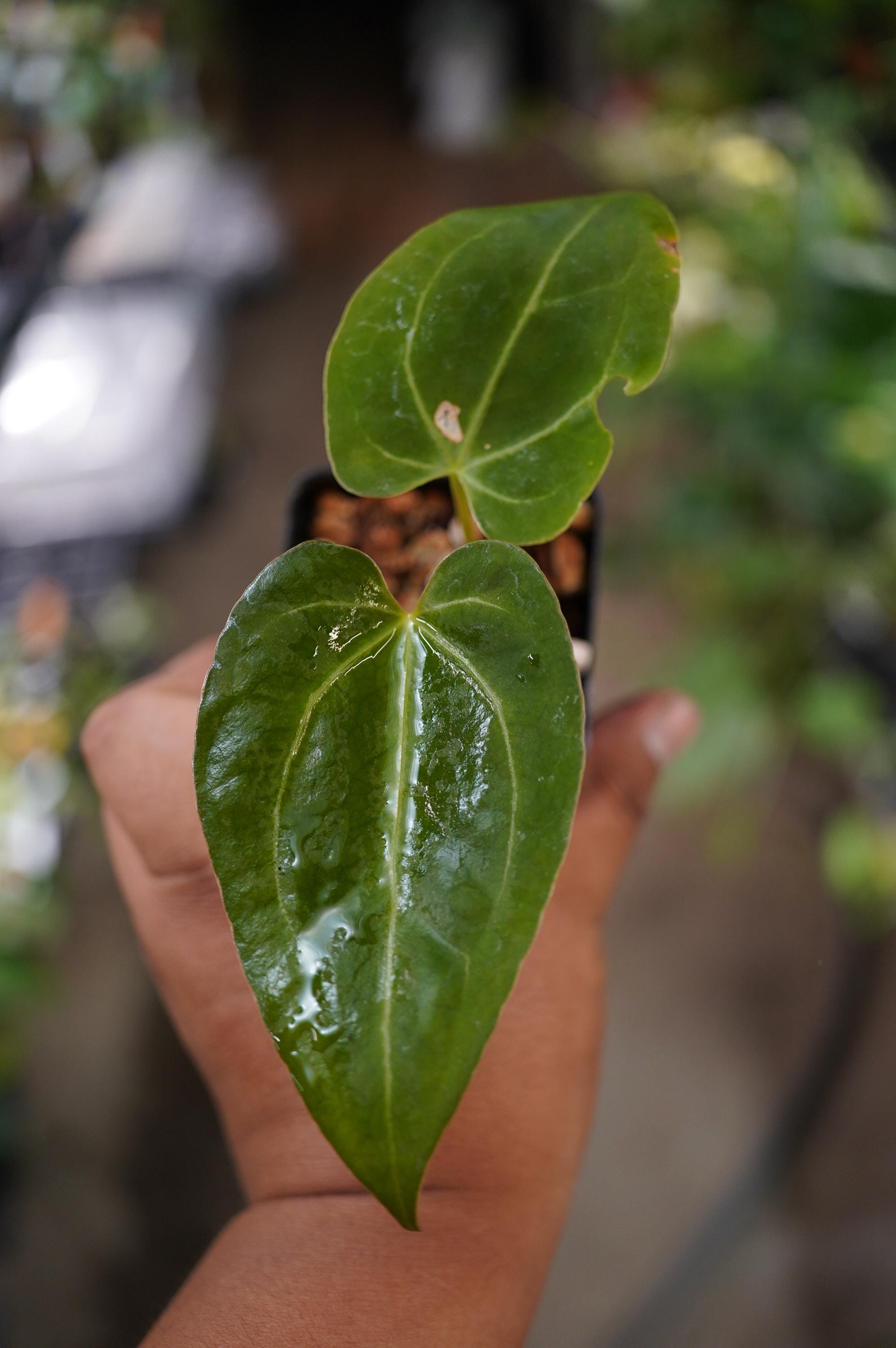 Anthurium Ace of Spades Seeds - Etsy