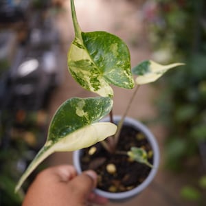 Alocasia Stingray aurea variegated in 4" pot
