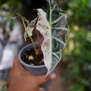 Alocasia polly snow pink superb in 4" pot