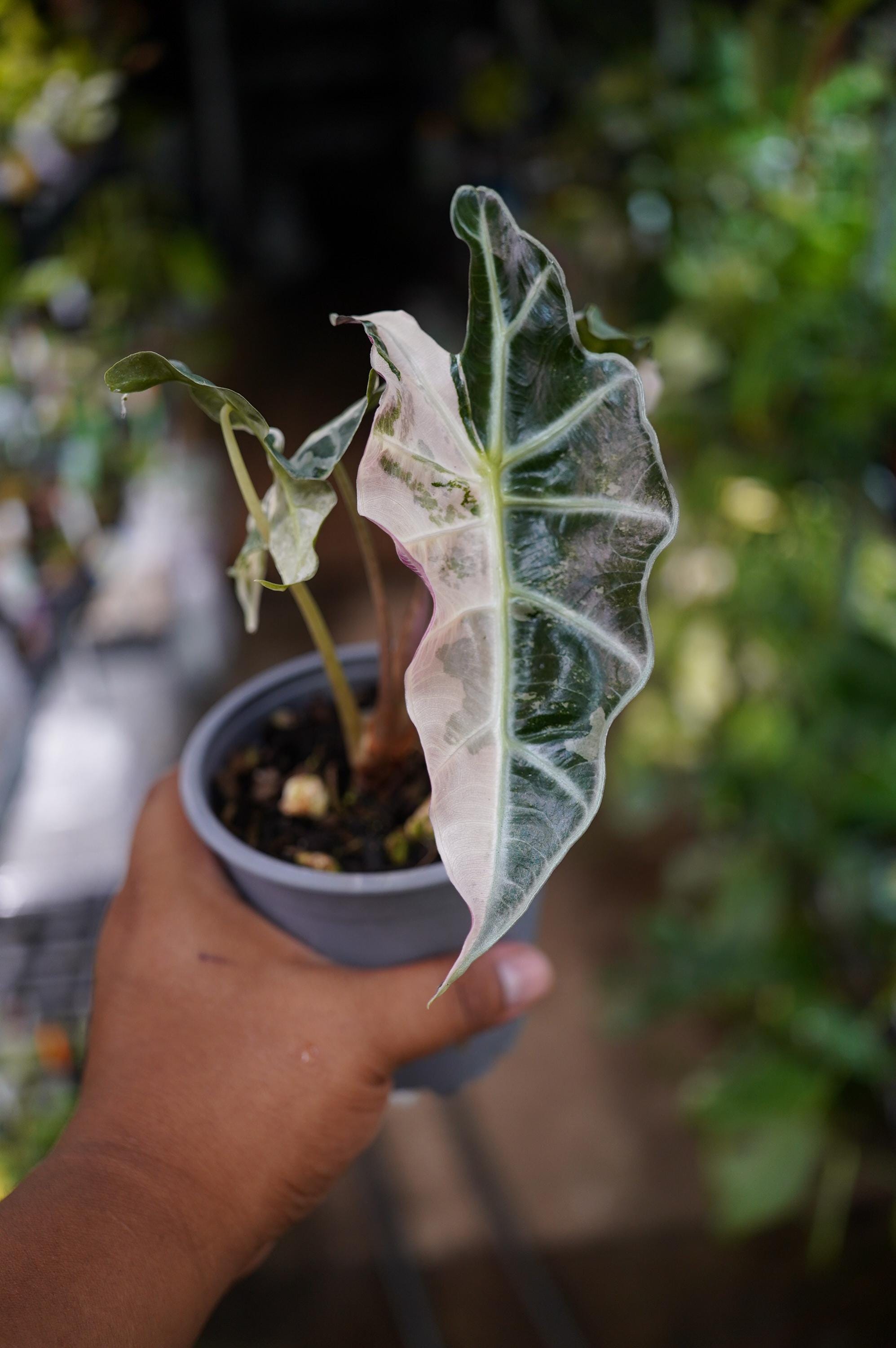アロカシア クプレアピンク Alocasia Cuprea Albo Pink - Etsy