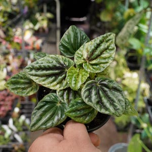 May include: A close-up of a Peperomia plant in a small black pot. The plant has dark green, textured leaves with lighter green and burgundy accents. The leaves are oval-shaped and have prominent veins. The plant is held by a person.