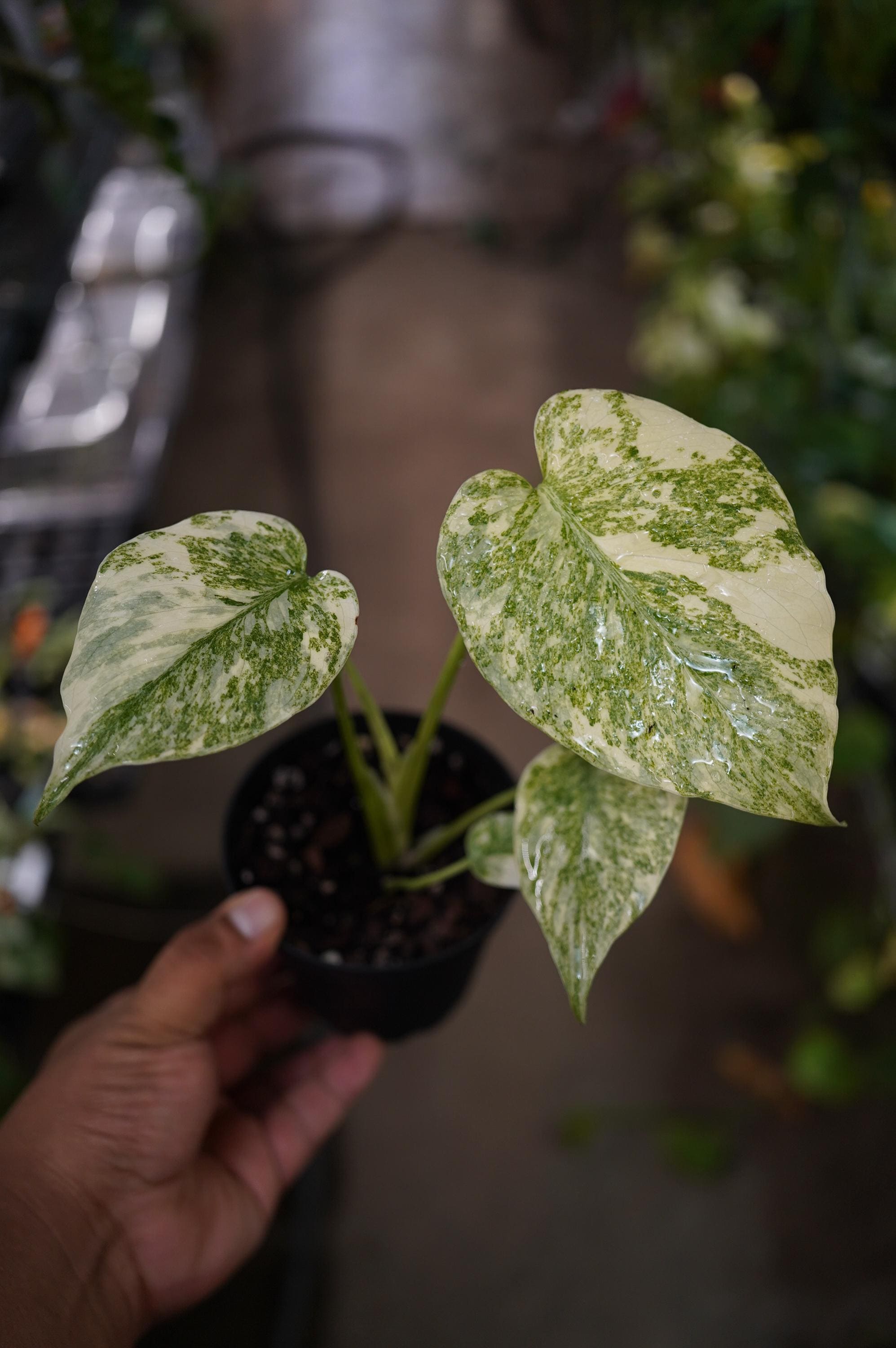 Monstera Mutation - Etsy