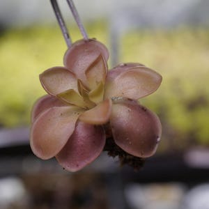 May include: A close-up of a pink and brown carnivorous plant with delicate, rounded leaves.