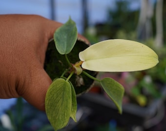 May include: A small potted plant with several green leaves and one large, pale yellow leaf. The plant is held in a person's hand, with a blurred background of other plants and a light-colored structure.