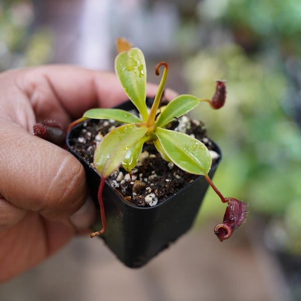 Nepenthes lowii x ventricosa tropical carnivorous pitcher plant Starter pot