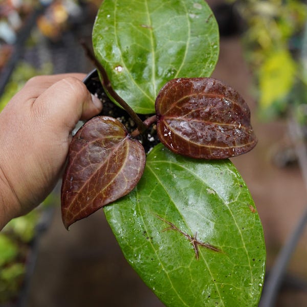Hoya latifolia sp. Sarawak 4" wax flower plant US Seller