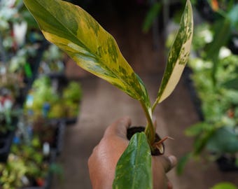 Philodendron Caramel Marble 2" pot live plant US Seller