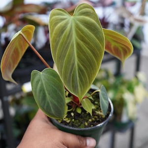 May include: A Philodendron plant in a dark green plastic pot featuring heart-shaped, velvety leaves with a prominent central vein. The foliage displays shades of olive green and bronze, supported by thin, reddish-brown stems rising from the soil.