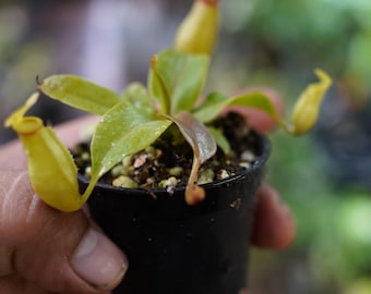 Nepenthes st gaya  tropical carnivorous pitcher plant