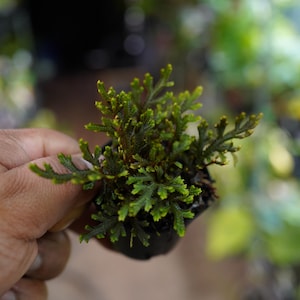 May include: A small, vibrant green plant with delicate, fern-like leaves. The plant is held in a small black pot, showcasing its lush foliage. The leaves have a slightly yellow hue at the tips, adding to its visual appeal. The plant is a miniature version of a larger plant.