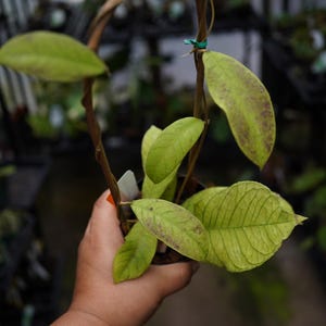 Hoya sp. sabah with bamboo u trellis  4" pot live wax flower plant US Seller large leaves