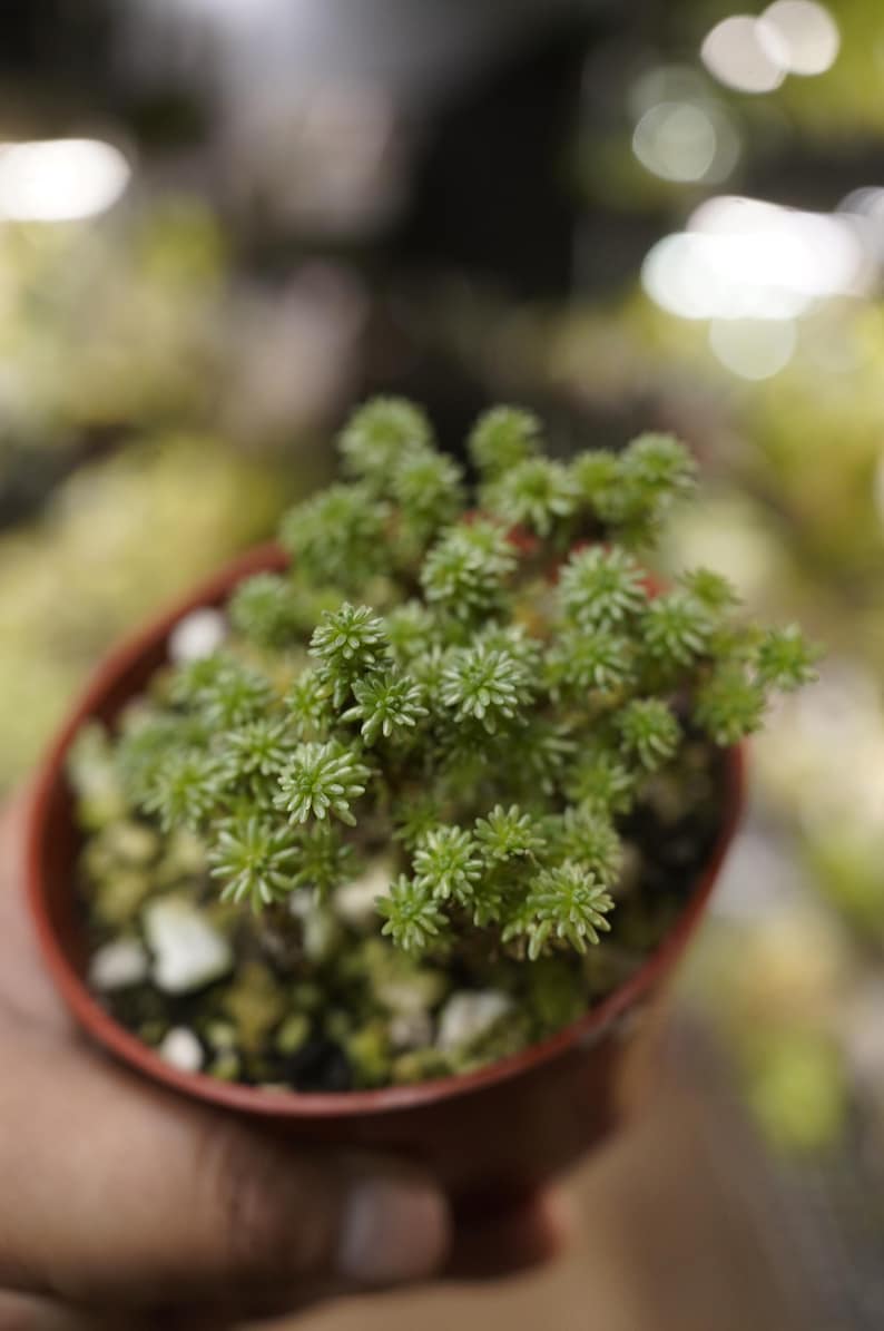 Sedum Multiceps Miniature Joshua Tree 4