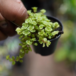May include: A small, black plastic pot filled with a vibrant green plant. The plant has tiny, round leaves and delicate stems, with some trailing down the side of the pot. The plant is held by a hand, with a blurred background of other greenery.