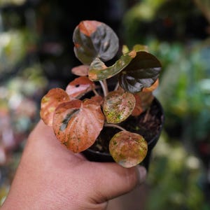 Peperomia Carnival marble variegated orange and pink 3" pot live plant Not pink lady