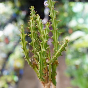 May include: A green Euphorbia plant with spiky stems and small, reddish-brown thorns. The plant has a bulbous base and is set against a blurred background of other plants. The plant is approximately 6 inches tall.