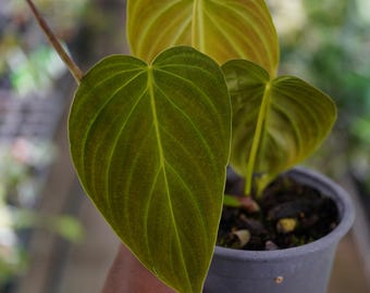 Philodendron Splendid hybrid between melanochrysum x verrucosum 4" pot live plant US Seller