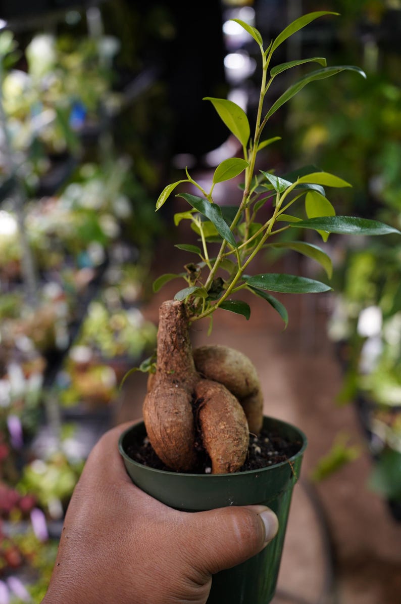 TzakisNaturals Ficus Ginseng Bonsai Tree - Thumbnail 5