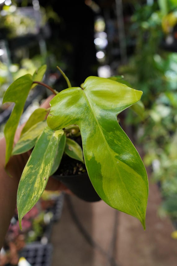 Philodendron Florida Beauty Variegated 4" Pot Live Plant US Seller - Etsy