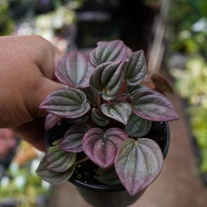 May include: A small Peperomia plant in a black pot. The leaves are heart-shaped, with a deep purple hue at the center, fading to green at the edges. The plant is held by a person, with other plants visible in the background.
