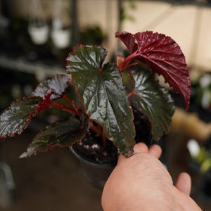 Black Anthurium Artificial - Etsy