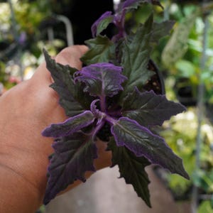 Purple Velvet Philodendron Vine - Etsy