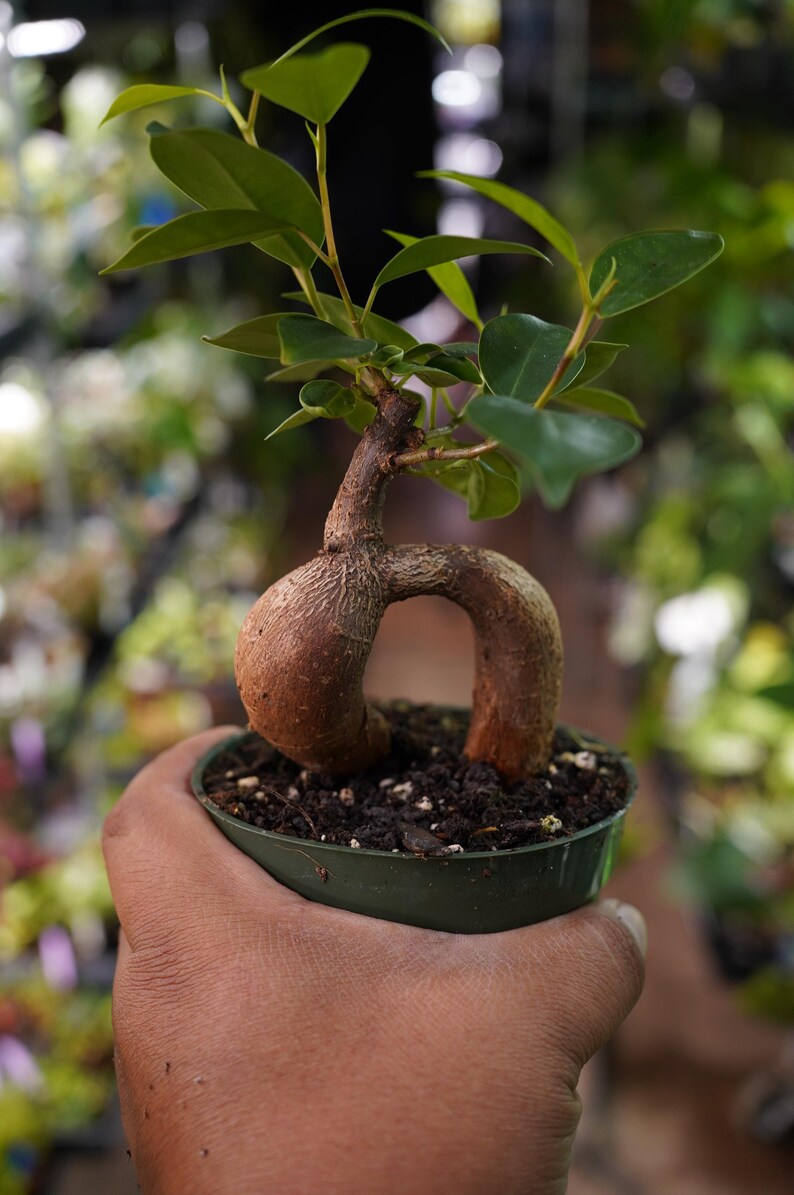 TzakisNaturals Ficus Ginseng Bonsai Tree