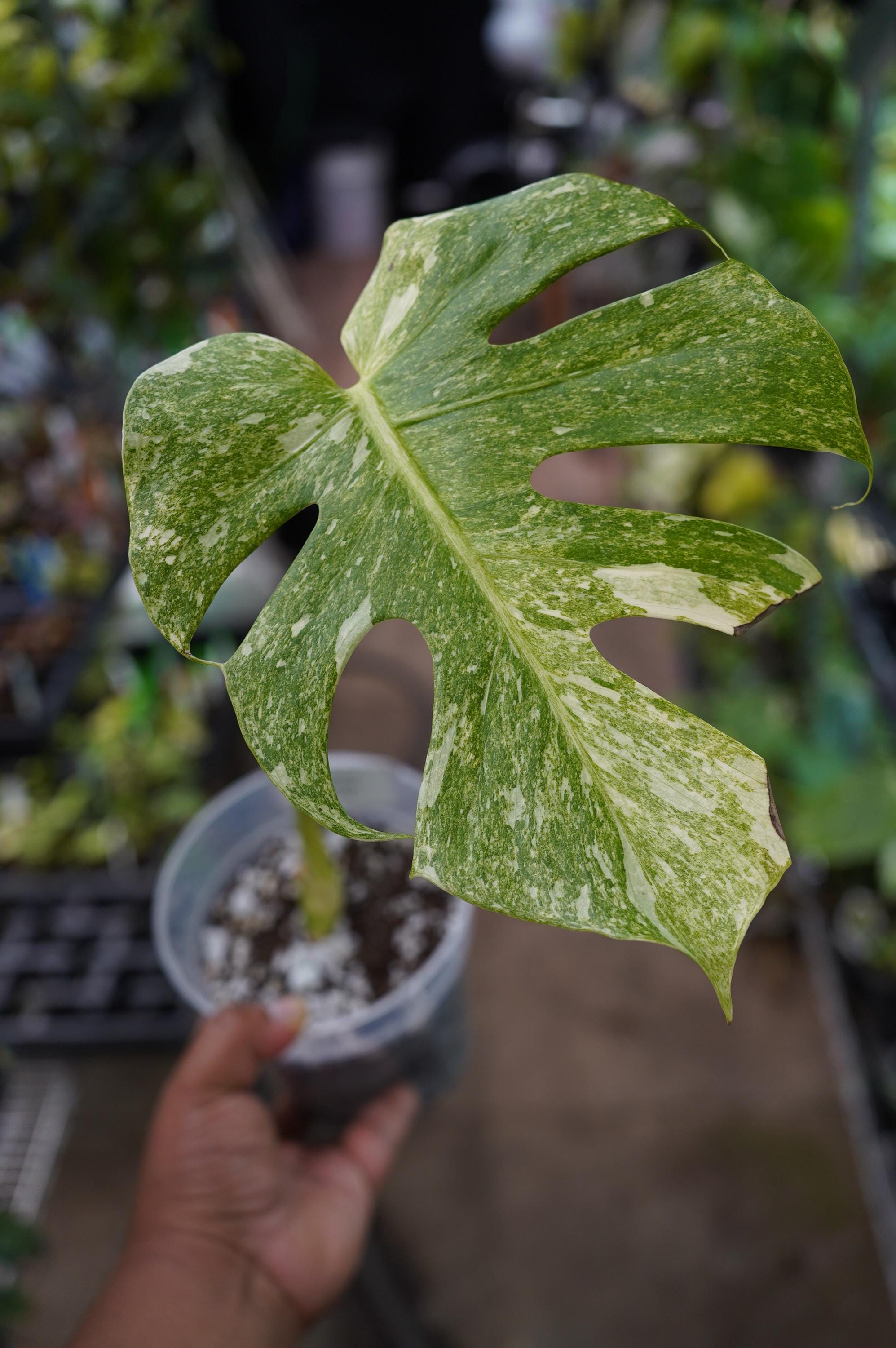 monstera white leaves Buy Monstera Albo Variegata ~ Variegated Houseplant – AroidHouse