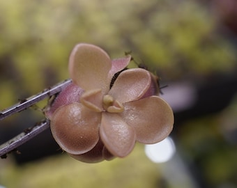 May include: A close-up of a small, light pink flower with five petals. The flower is held in tweezers and has a delicate, almost translucent appearance.
