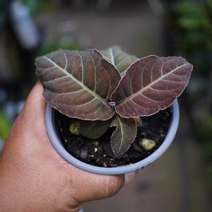 May include: A small plant with dark, reddish-brown, oval-shaped leaves featuring prominent, light-colored veins. The plant is potted in a simple, round, light gray plastic container filled with dark soil and small, light-colored decorative stones.