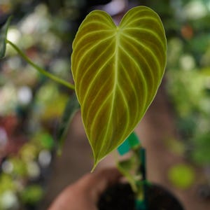 patriot hosta plant Easy to Grow Bulbs Hosta main image 0