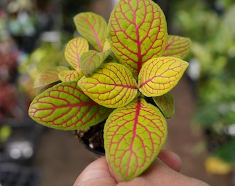 May include: A close-up of a small potted plant with vibrant green and yellow leaves. The leaves have a striking red veined pattern. The plant is held in a person's hand, with a blurred background of other plants.