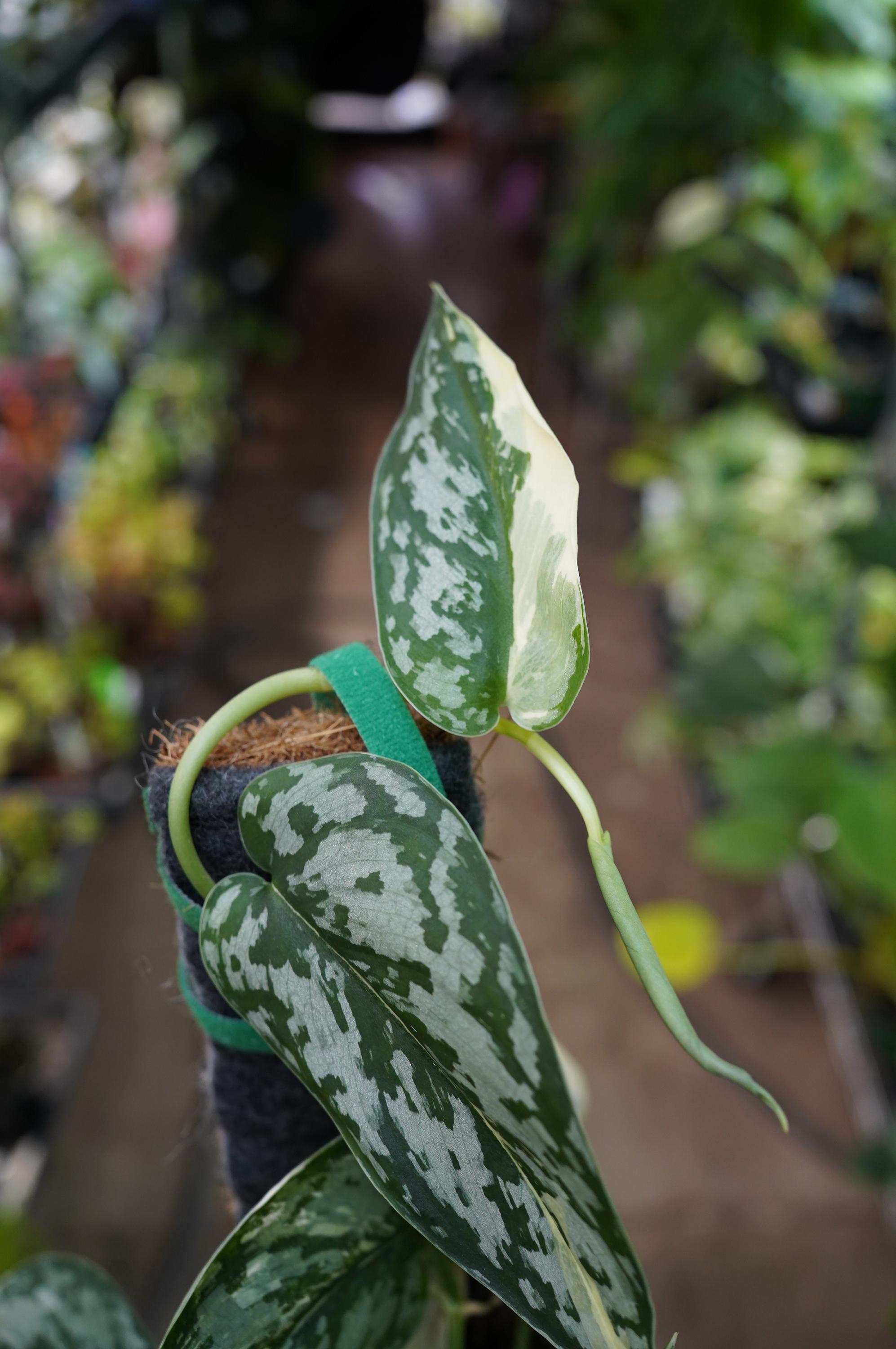 Scindapsus Mariposa スキンダプサス・マリポーサ Scindapsus Mariposa – Curious Plant Killer