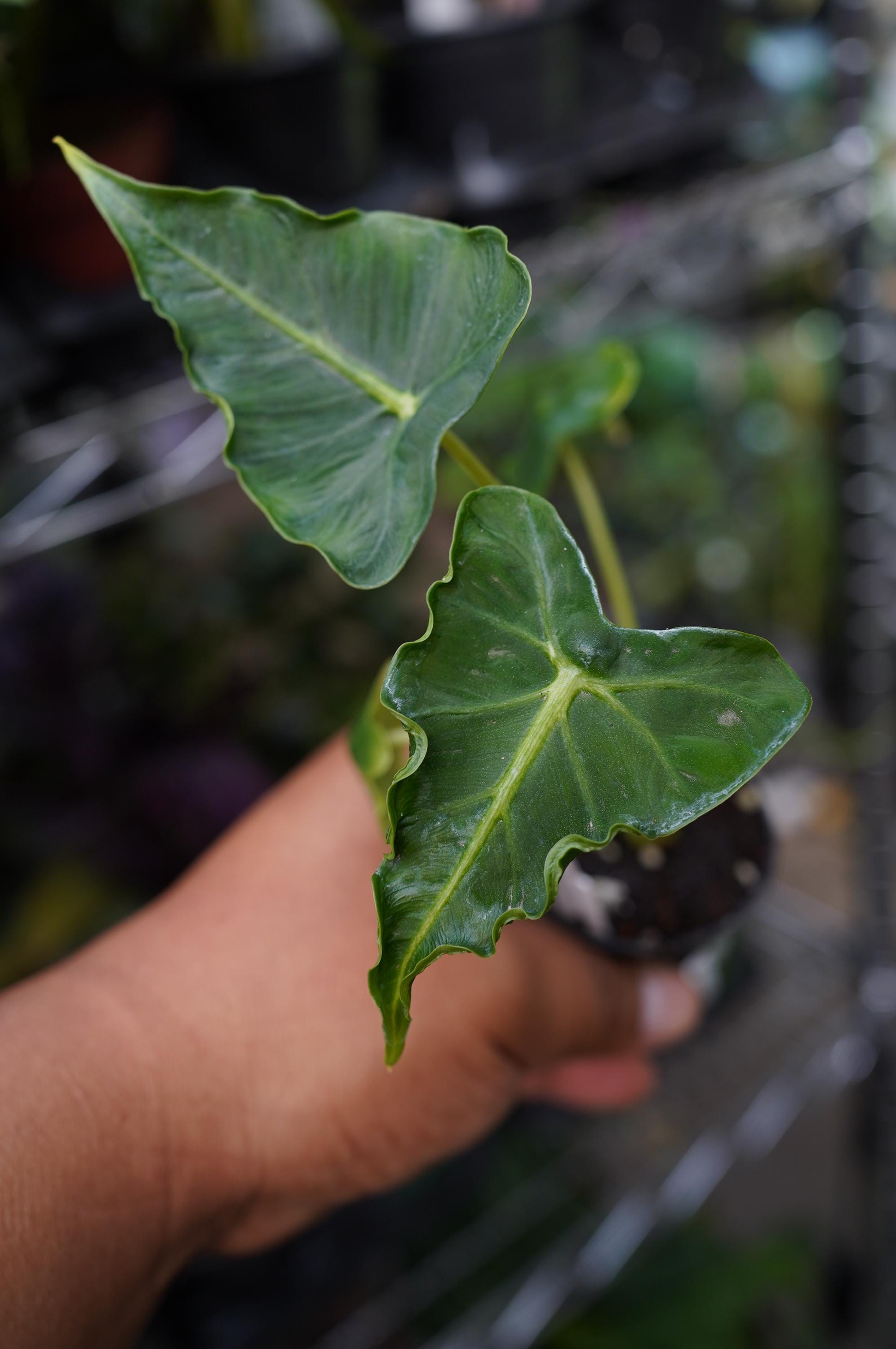Alocasia Emerald Tide Tattoo 4
