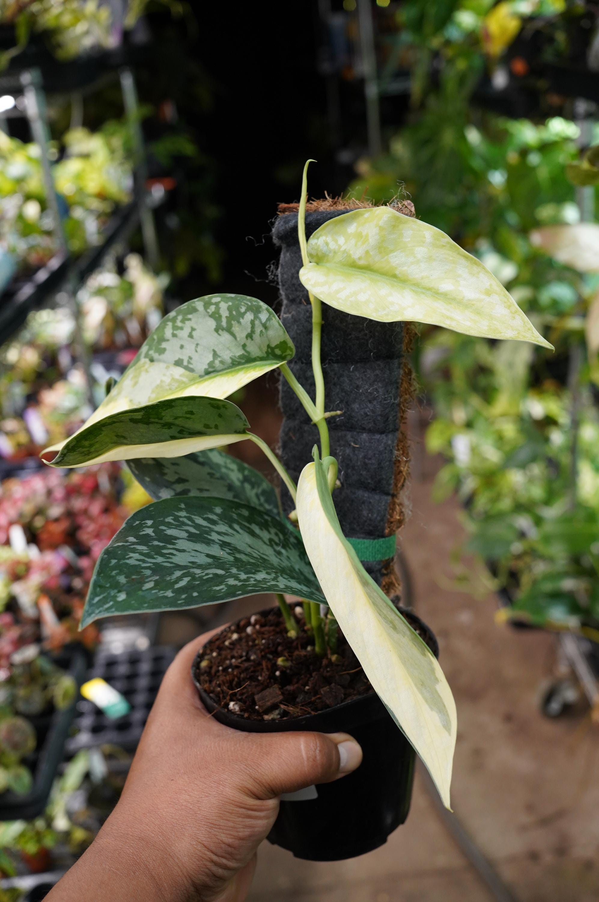 Scindapsus Lakambini - Etsy