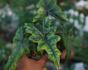 Alocasia jacklyn tandarusa sulawesi sp  4"  pot live plant US Seller