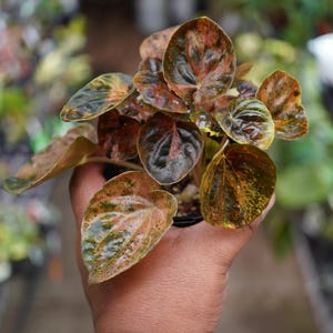 May include: A close-up of a Peperomia plant with round, variegated leaves in shades of green, brown, and red. The plant is in a small black pot and held in a person's hand. The leaves have a textured appearance.
