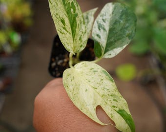 Epipremnum pinnatum marble variegated 2" starter pot live plant US Seller