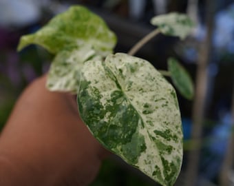 Alocasia odora batik variegated 2" starter live plant pot US Seller
