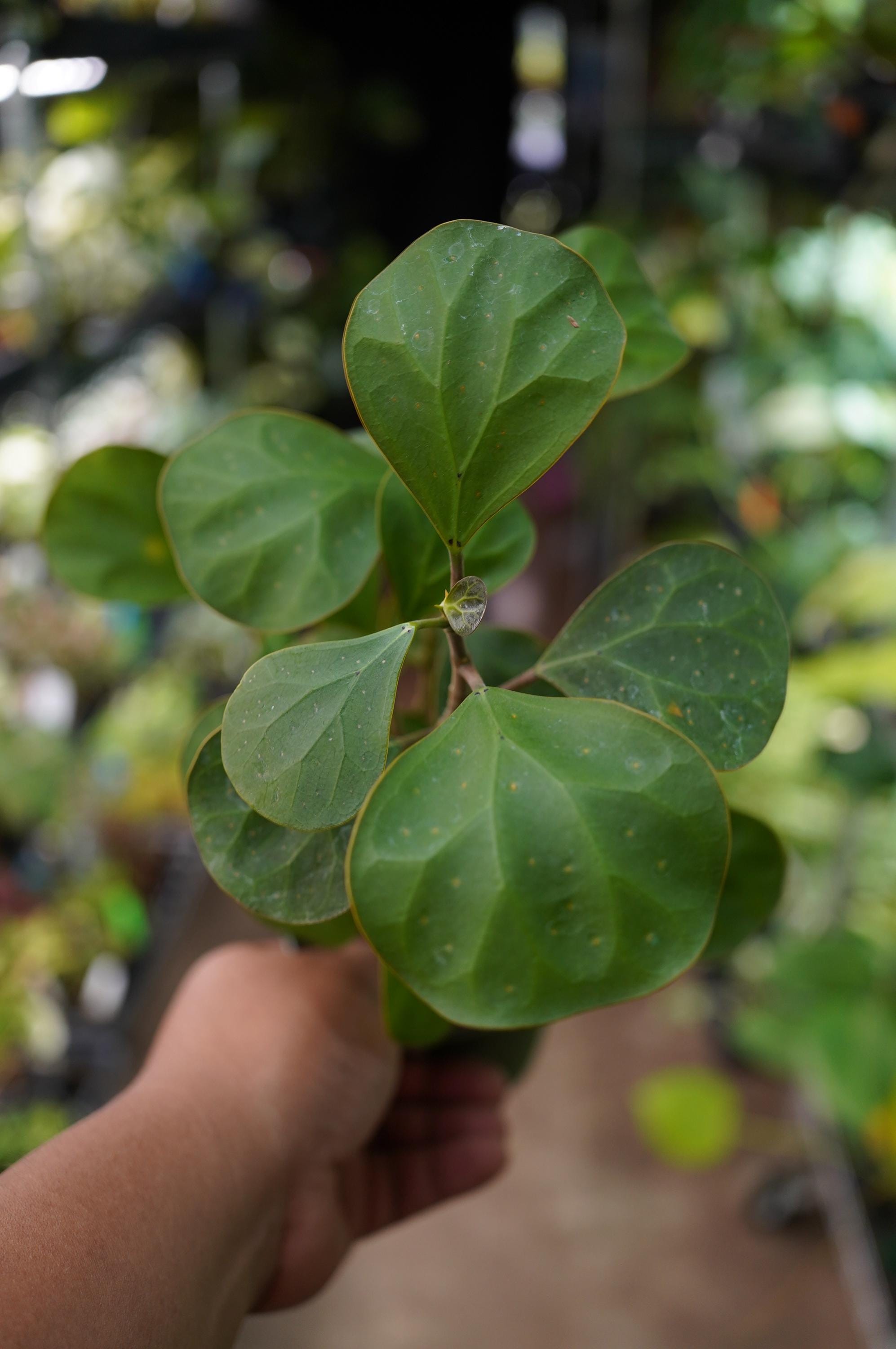 Ficus deltoidea  Mistletoe Fig 4" pot live bonsai starter plant US Seller