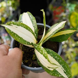 Dracaena surculosa Milky Way Japanese Bamboo  4" pot US Seller artificially propagated plants