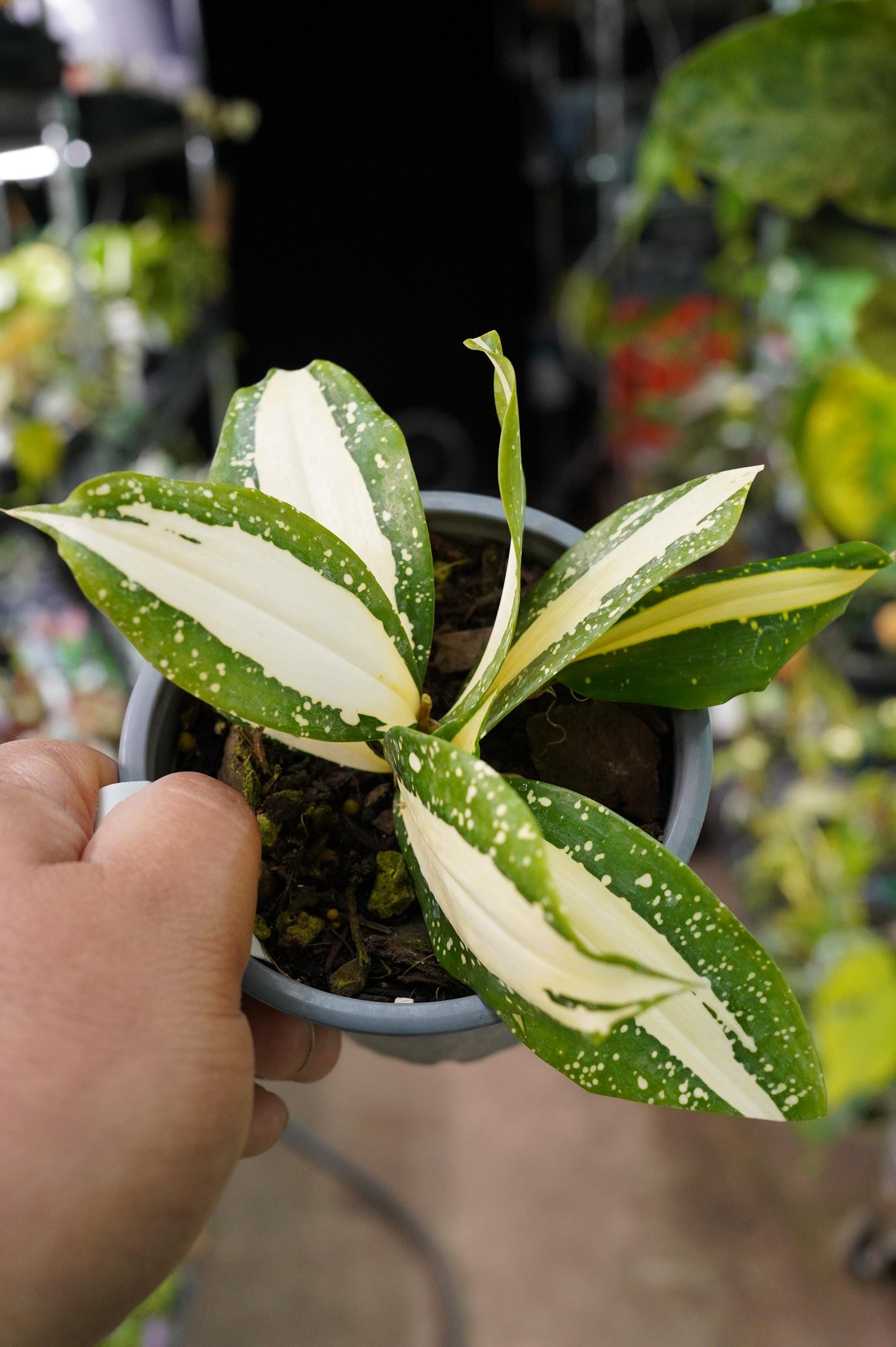 Dracaena Surculosa Milky Way Japanese Bamboo 4