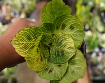 Maranta light veins  fantasy gold lines Prayer plant 4" live pot US Seller.
