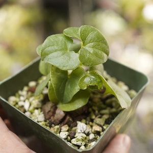 May include: A small green plant with heart-shaped leaves in a square green pot. The pot is filled with small, light-colored pebbles and soil. The plant is held in a person's hand.