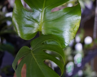 Monstera Pompom Deliciosa Variegated Aurea Large Form 4