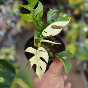 May include: A potted Monstera plant with vibrant green and creamy white variegated leaves. The plant features fenestrated leaves, a characteristic of the Monstera family. The plant is in a black pot, with a blurred background of other plants.