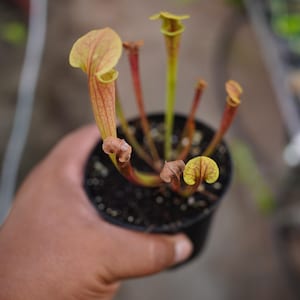 May include: A Sarracenia pitcher plant in a small black plastic pot. The plant features several upright, tubular leaves with yellow-green coloration and prominent reddish-brown veins. Some leaves are fully open, while others are smaller and curled.