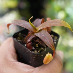 Nepenthes Terrarium - Etsy